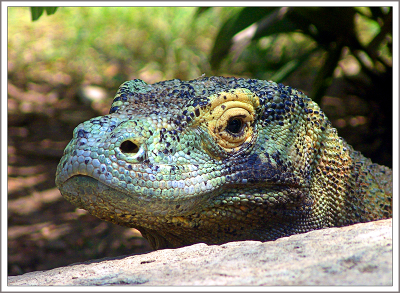 Dragon<br>by Pete W