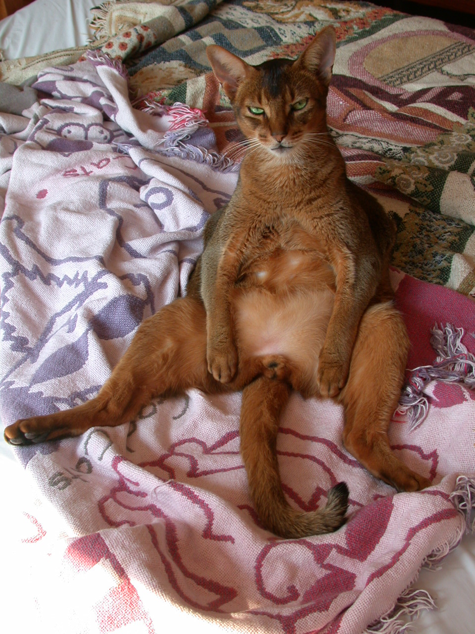 Timon_Buda.JPG