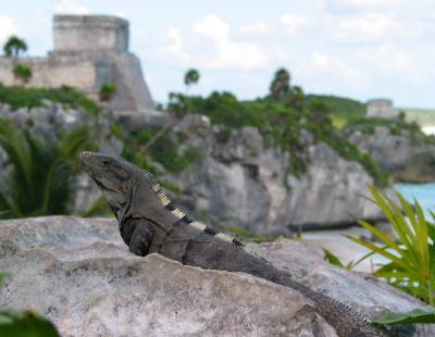 Tulum Castillo and its Iguana King