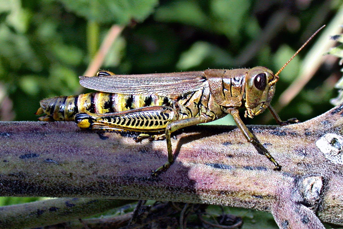 Grasshopper