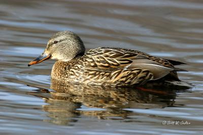 u37/swcoulter/medium/39475963.mallardhen.jpg