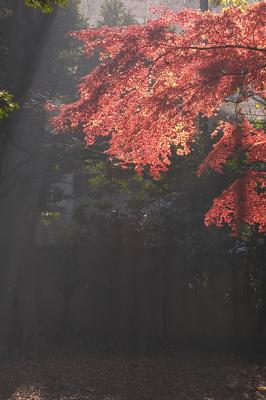 Momiji_CRW_8799.jpg