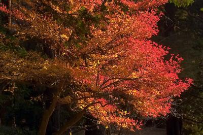 Fall Colors in Jindai Botanic Garden