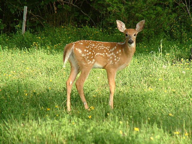 2004_0801_Fawn looking at Me 2
