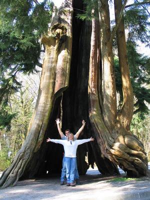 Really big tree in Stanley Park