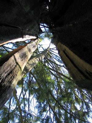 Inside the tree