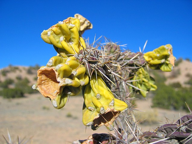 Weird desert flower