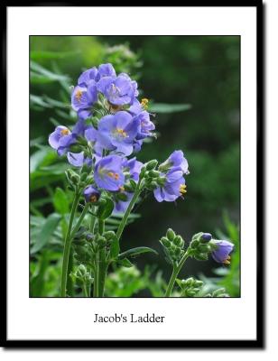 u37/terranceb/medium/23824081.Jacobs_Ladder.jpg