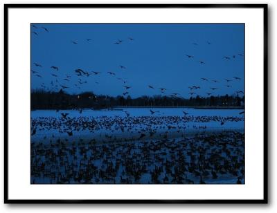 Evening Geese