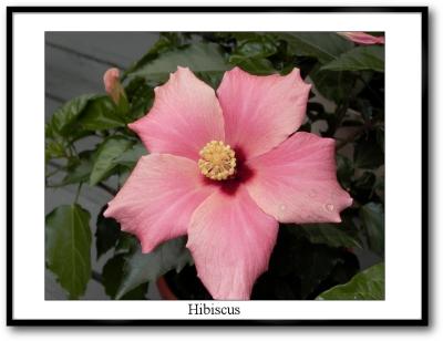 u37/terranceb/medium/23965941.hibiscus.jpg