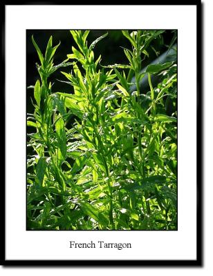 u37/terranceb/medium/23966018.Tarragon.jpg