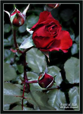 Rose _torn red