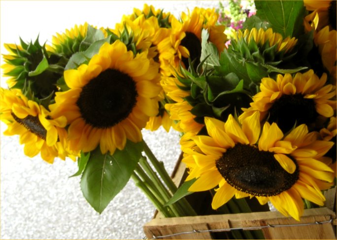 Sunflowers