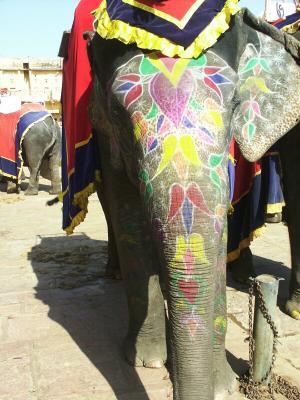 A Decorated Elephant