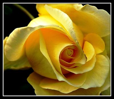 yellow-rose.jpg