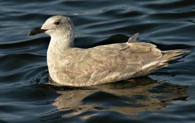 Glaucous-winged Gull, first winter