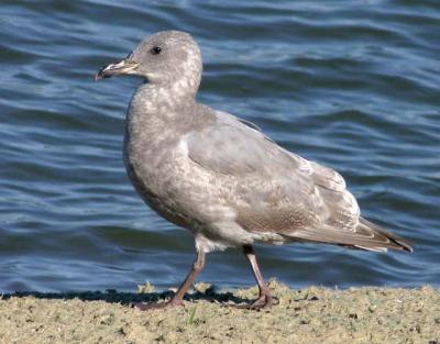 Glaucous-winged Gull, second winter (?)