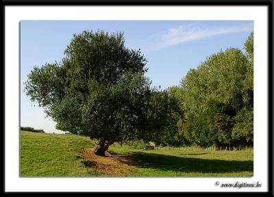 Koeheide