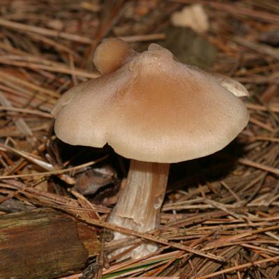 Entoloma sp.