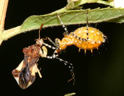 The orange one at right is a nymph of Pselliopus sp. The victim is an adult ambush bug - Phymata pennsylvanica