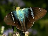 Two-barred Flasher - Astraptes fulgerator