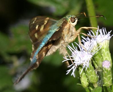 Cobalt Longtail - Urbanus viterboana