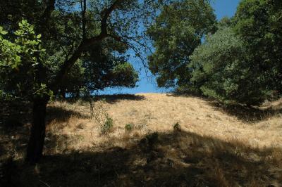 my cat and I used to climb this hill together