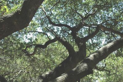 then we'd run down the hill and up into this tree