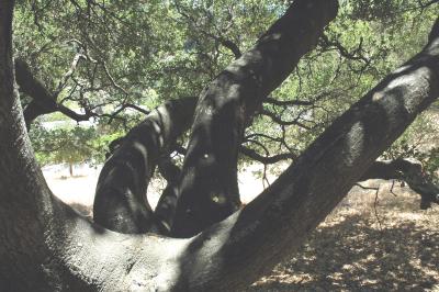 a tree my cat and  I would climb together