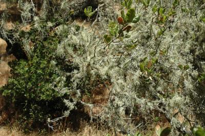 lichen