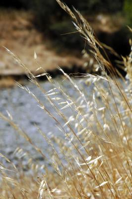dry wild oats