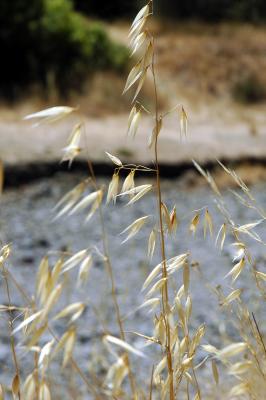 dry wild oats