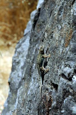 lizard