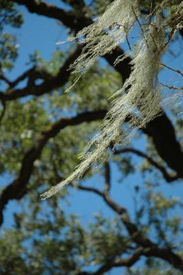 lichen