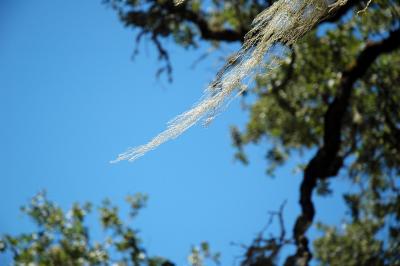 lichen