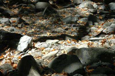 rocks