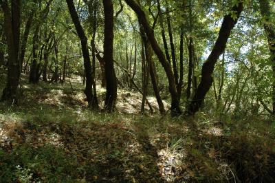 hillside