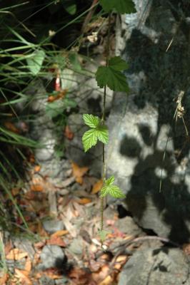 shade and light