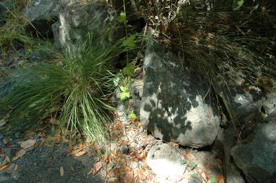 shade and light