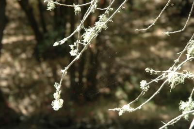 lichen