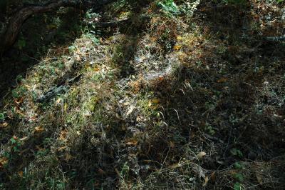 light on hillside