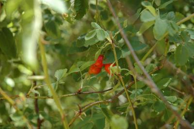 rose hips