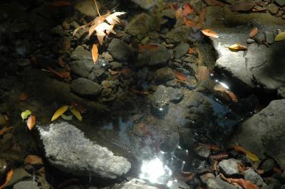 refelection