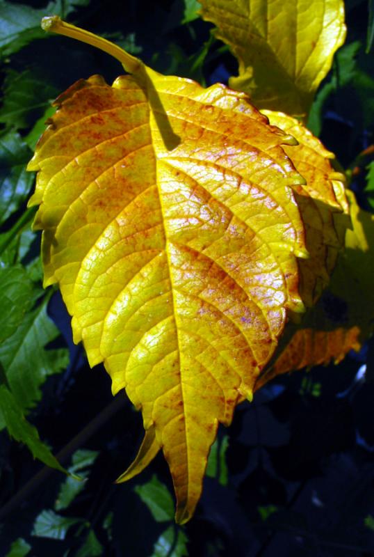 Autumn Colour  - Affisos