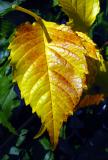 Autumn Colour  - Affisos