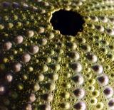 Sea Urching up close