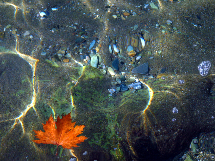 Floating Leaf - Affisos
