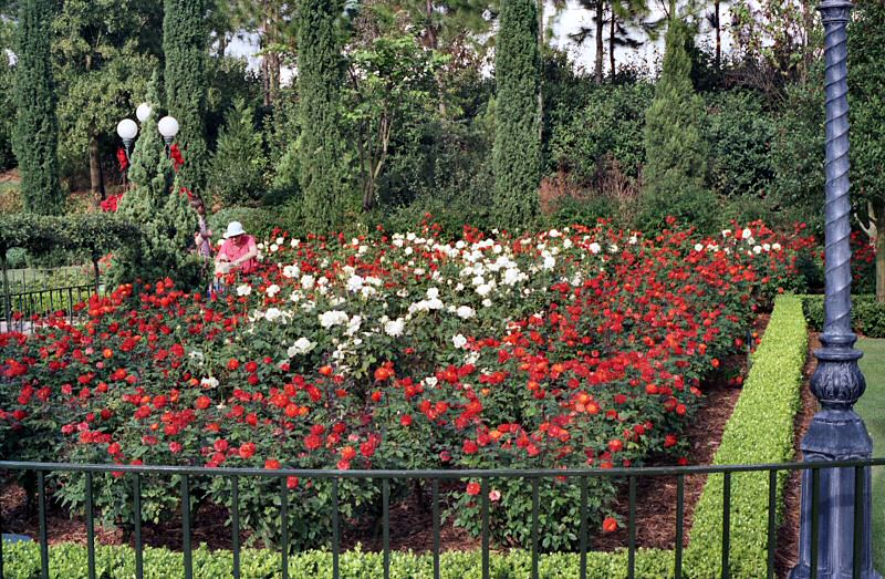EPCOT - Rose Garden
