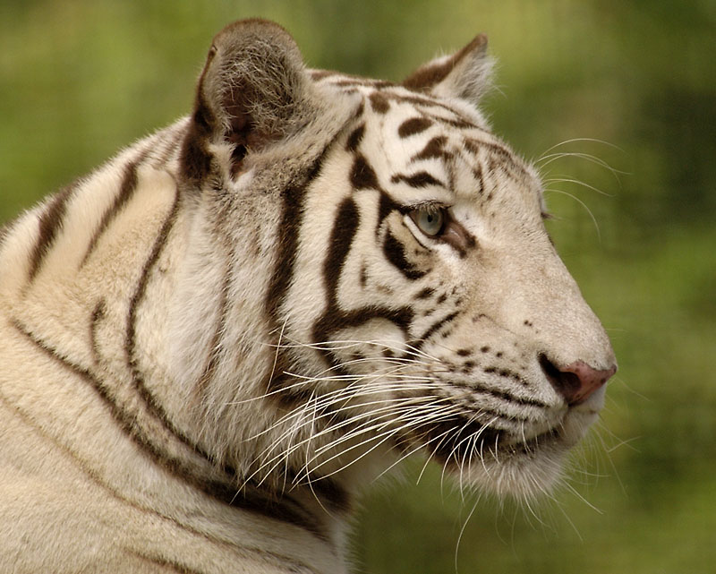 u37/trees/upload/32040710.w6009whitetiger.jpg