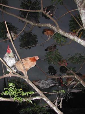 Chickens-in-a-Tree.jpg